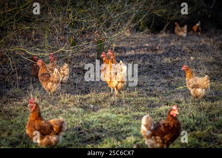 Poulets élevés en liberté errant sur les terres agricoles dans la campagne du Sussex Banque D'Images