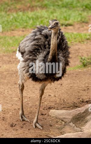 Belle Ema ou grand Rhea (Rhea americana). Greater rhea est un oiseau sans vol trouvé dans l'est de l'Amérique du Sud. Autres noms pour The Greater rhea inc Banque D'Images