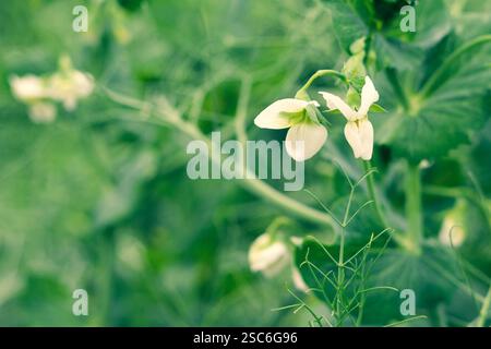 Gros plan des plants de pois verts en fleurs dans le champ Banque D'Images