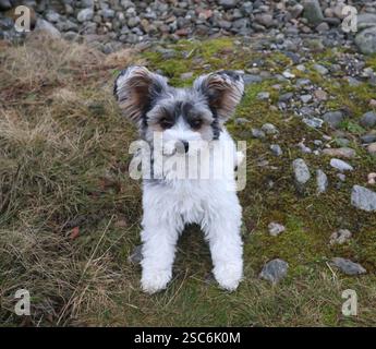 Un Biewer Terrier animé explorant un terrain rocheux en plein air, son pelage moelleux et ses oreilles perchantes ajoutent à son charme adorable. Banque D'Images