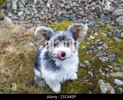 Un Biewer Terrier animé explorant un terrain rocheux en plein air, son pelage moelleux et ses oreilles perchantes ajoutent à son charme adorable. Banque D'Images