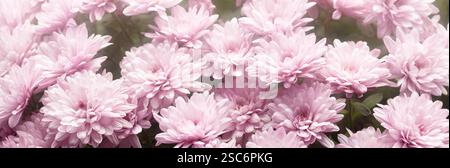 Chrysanthèmes roses délicats à la mise au point douce Banque D'Images