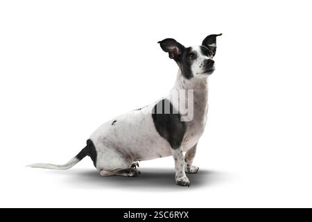 Une femelle Jack Russell Terrier noir et blanc est assise sur un fond blanc, regardant légèrement vers le haut avec une expression attentive et curieuse. Son e perky Banque D'Images