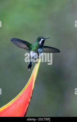 Queue d'épine verte (Discosura conversii) perchée sur une fleur aux ailes ouvertes, près de Cali, Valle del Cauca, Colombie Banque D'Images