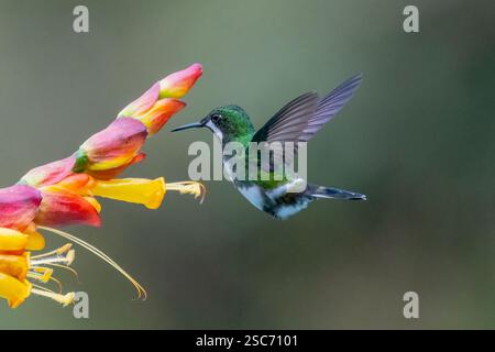 Green Thorntail (Discosura conversii) en vol avec les ailes ouvertes, près de Cali, Valle del Cauca, Colombie Banque D'Images