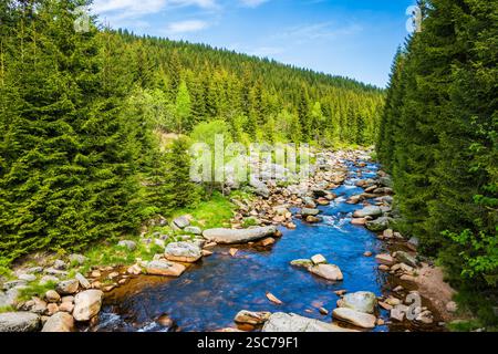 Rivière Jizerka et collines verdoyantes avec des épinettes entre le village de Jizerka et Hala Izerska le jour ensoleillé du printemps, montagnes de Jizera, République tchèque Banque D'Images