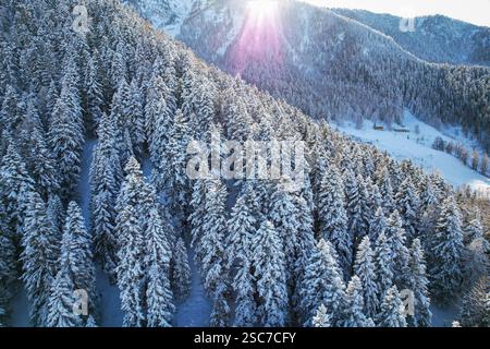 Vue d'en haut des arbres enneigés dans une forêt d'hiver dans les Alpes italiennes Banque D'Images