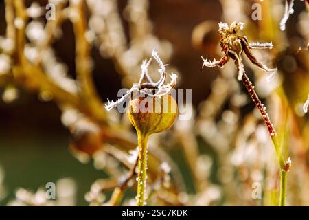 Rose avec des hanches roses et Hoarfrost en hiver Banque D'Images