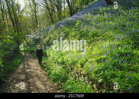 Jeune femme marchant dans Bluebell Wood, Fermain Bay, île de Guernesey, bailliage de Guernesey, dépendance de la Couronne britannique, Manche, Océan Atlantique, EUR Banque D'Images
