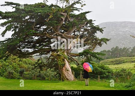 Femme avec un parapluie multicolore à côté d'un vieux cèdre dans le domaine de l'abbaye de Kylemore, comté de Galway, Connemara, République d'Irlande, Europe du Nord-Ouest Banque D'Images