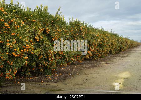 Orangeraie, probablement dans la vallée centrale de Californie, avec des agrumes abondants. Sol obstrué par l'eau. Banque D'Images