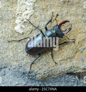 Le coléoptère du cerf (Lucanus Cervus) se tient sur le mur de pierre Banque D'Images