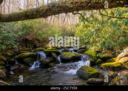 Log Over Moss couvrait Rocky Creek dans les Smokies Banque D'Images