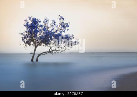 Une scène côtière sereine avec un arbre au feuillage bleu vif Banque D'Images