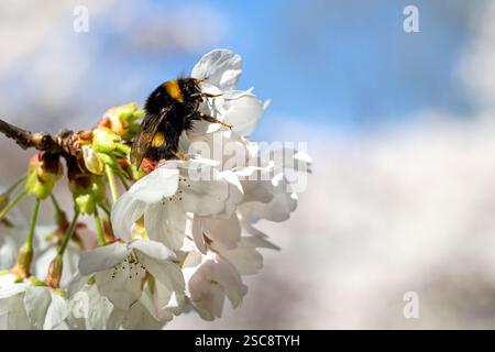 Vue d'un bourdon sur des fleurs de cerisier blanc au printemps. Banque D'Images