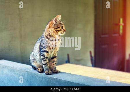 Un chat est assis sur la terrasse d'une maison de campagne en été Banque D'Images
