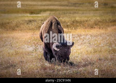 Un bison paissant dans les prairies du parc national de Yellowstone Banque D'Images