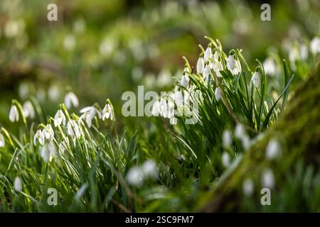 Galanthus, communément connu sous le nom de gouttes de neige, fleurit au début du mois de février Banque D'Images