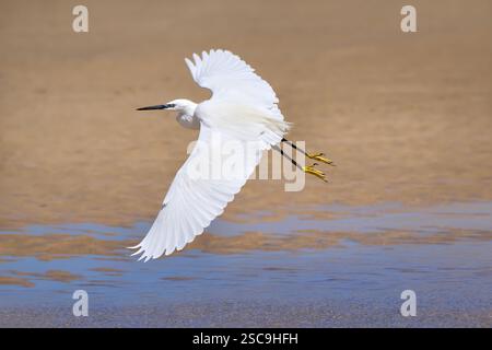 Petite aigrette (Egretta garzetta) en vol au-dessus de l'eau peu profonde et du sable brun Banque D'Images