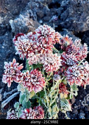 Petites fleurs de chrysanthème à fleurs rouges recouvertes de givre blanche en gros plan. Fleur fleurie avec petits pétales rouges et givre blanche en fond noir. Gelées Banque D'Images