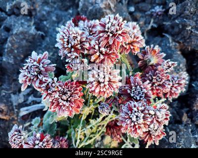 Petites fleurs de chrysanthème à fleurs rouges recouvertes de givre blanche en gros plan. Fleur fleurie avec petits pétales rouges et givre blanche en fond noir. Gelées Banque D'Images