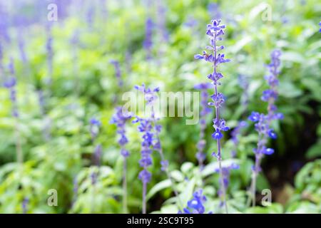 Fleur de salvia bleue fraîche dans le fond de jardin. Banque D'Images