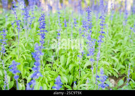 Fleur de salvia bleue fraîche dans le fond de jardin. Banque D'Images