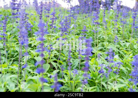 Fleur de salvia bleue fraîche dans le fond de jardin. Banque D'Images