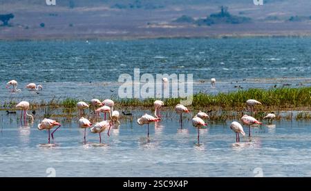 Grand flamant - Phoenicopterus roseus- debout dans le lac Magadi dans le cratère du Ngorogoro en Tanzanie Banque D'Images