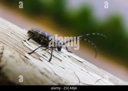 Coléoptère du Capricorne (cornes longues, longicorne) Batocera rufomaculata dans le parc national de Phu soi Dao asie du Sud-est thaïlande Banque D'Images