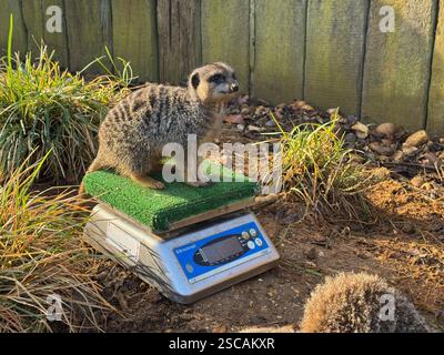 Une suricate sur une balance au zoo de Londres Banque D'Images