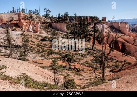 Une colline rocheuse avec des arbres et une montagne en arrière-plan. Les arbres sont clairsemés et le sol rocheux Banque D'Images