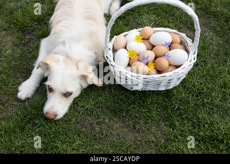 chien blanc se trouve sur l'herbe, à côté de lui se dresse un panier en osier plein de nombreux œufs de poule fraîchement ramassés. Préparation pour Pâques. Ferme, aviculture, Banque D'Images