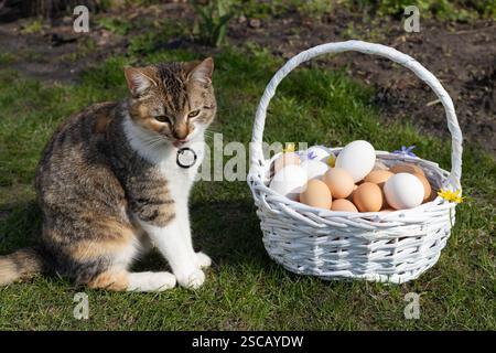 plusieurs douzaines d'œufs de poule fraîchement récoltés dans un panier en osier se tiennent sur l'herbe, chat multicolore assis à proximité et lèche ses lèvres. Préparation pour Banque D'Images