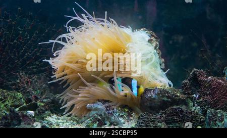 Le poisson clown se cache parmi les anémones de mer de près sur un récif corallien tropical ou dans un aquarium marin. Monde sous-marin. Banque D'Images