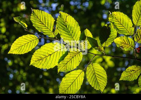 Foyer sélectif des feuilles de celer d'Ulmus pumila, du cornbeam européen ou du carpinus betulus dans le jardin, petite plante à feuilles qui forme une haie dense, verte Banque D'Images