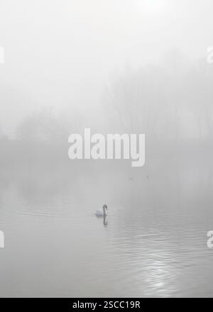 Un cygne muet solitaire (Cygnus olor) sur un lac brumeux dans un soleil matinal faible : une image pastel clair ombragée avec espace de copie. Banque D'Images