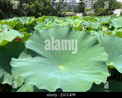 Gros plan feuille de lotus entourée de plantes vertes de lotus dans l'étang de Shinobazu, avec Tokyo en arrière-plan paysage urbain serein mêlant nature et ville Banque D'Images