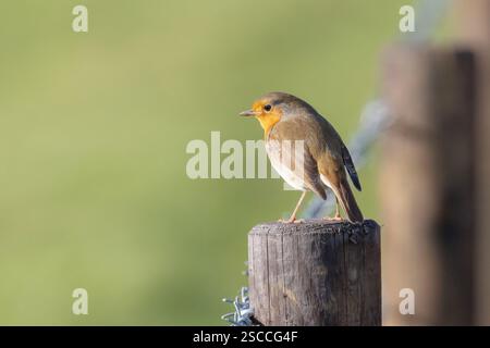 Un robin européen, Erithacus rubecula est assis sur un poteau de clôture dans le Sussex, Royaume-Uni Banque D'Images