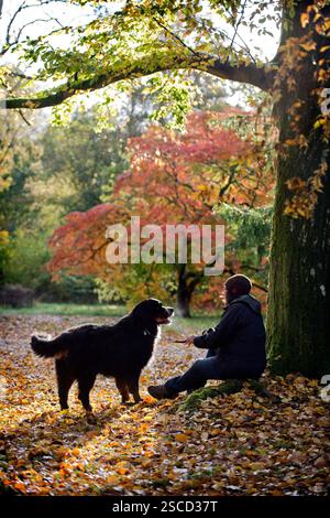 Exercice d'un chien de montagne bernois dans le bois de soie à Westonbirt Arboretum, Gloucestershire. Banque D'Images