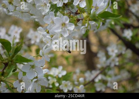 Une vue d'une abeille sur un amas de fleurs blanches. Les fleurs ont des pétales blancs délicats et des étamines jaunes. L'arrière-plan est un flou de fl blanc similaire Banque D'Images