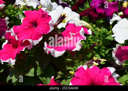 Un parterre de fleurs rempli de différentes couleurs de pétunias. Les fleurs sont en pleine floraison, affichant des nuances de blanc, rouge, rose, violet, lilas. La verdure Banque D'Images