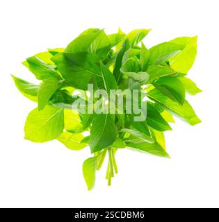 Feuilles de basilic vert, isolé sans ombre sur blanc.herbe culinaire, utilisé comme garniture, ou pour aromatiser les aliments. Nourriture saine végétalienne sur fond blanc. Cuisinez Banque D'Images