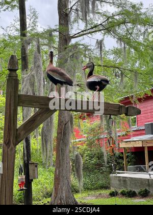Deux canards sifflants à ventre noir se perchent gracieusement sur un poteau en bois dans les eaux sereines d'un marais de Louisiane. Banque D'Images