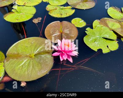 Un nénuphar rose saisissant fleurit sur un étang sombre, entouré de nénuphars verts, créant une scène aquatique sereine et naturelle Banque D'Images