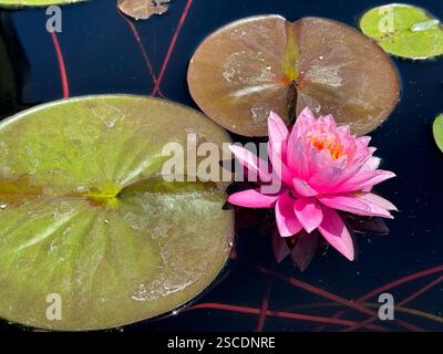 Un nénuphar rose saisissant fleurit sur un étang sombre, entouré de nénuphars verts, créant une scène aquatique sereine et naturelle Banque D'Images