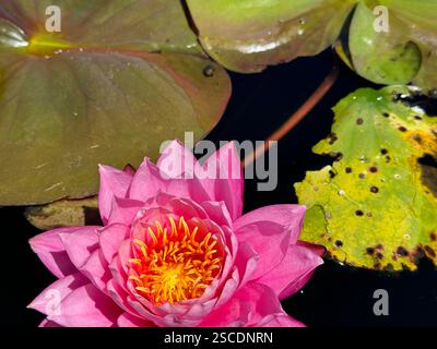 Un nénuphar rose saisissant fleurit sur un étang sombre, entouré de nénuphars verts, créant une scène aquatique sereine et naturelle Banque D'Images