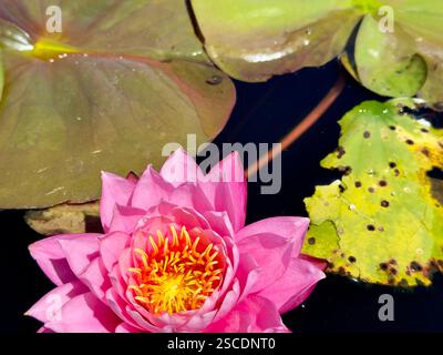 Un nénuphar rose saisissant fleurit sur un étang sombre, entouré de nénuphars verts, créant une scène aquatique sereine et naturelle Banque D'Images