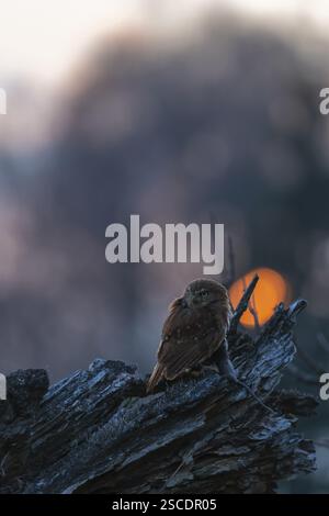 Une chouette pygmée du Brésil de l'est (Glaucidium minutissimum), également connue sous le nom de chouette pygmée ou chouette pygmée du malade, assise sur une petite brindille d'arbre, se nourrissant Banque D'Images