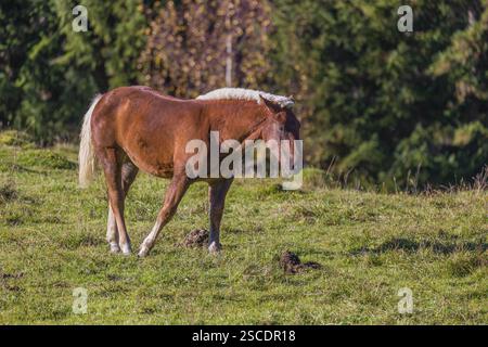 Un cheval Noriker de couleur châtaigne ou Norico-Pinzgauer se dresse sur un paddock ensoleillé Banque D'Images